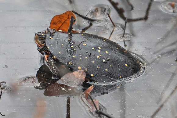 Spotted turtle, Occoquan NWR