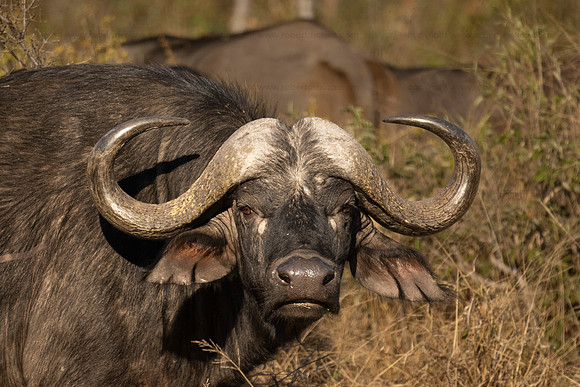 African buffalo, Klaserie, South Africa