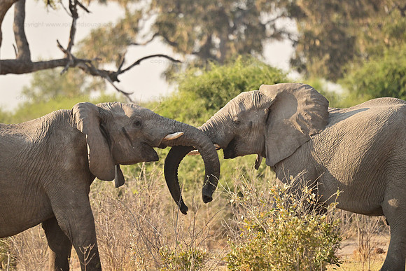 Young elephants sparring, Savuti, Botswana