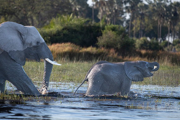 Baby elephant crossing a stream, Okavango Delta, Botswana