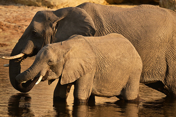 Elephant feeding calf, Chobe NP, Botswana