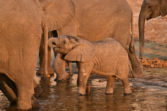Baby elephant, Chobe NP, Botswana