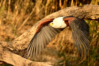 African fish eagle in flight, Chobe NP, Botswana