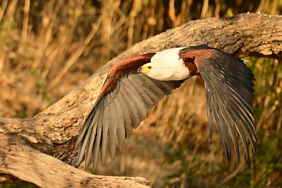 African fish eagle in flight, Chobe NP, Botswana