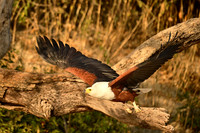African fish eagle in flight, Chobe NP, Botswana