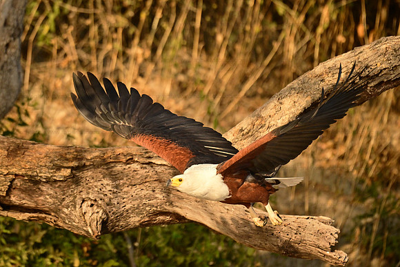 African fish eagle in flight, Chobe NP, Botswana