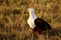 African fish eagle, Chobe NP, Botswana
