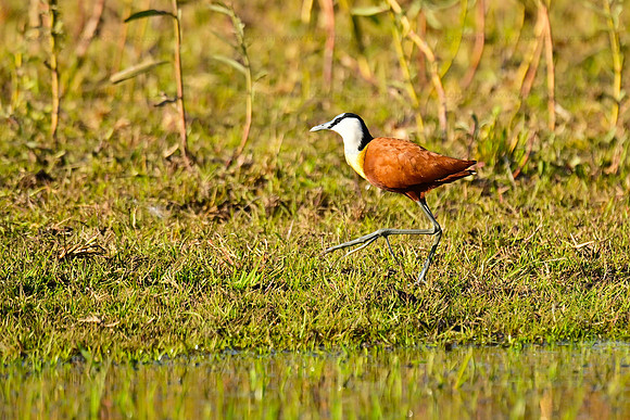 African jacana, aka lily-trotter, Okavango Delta, Botswana