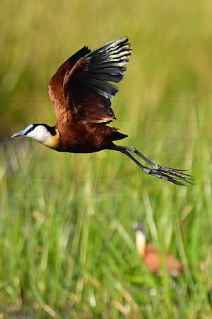 African jacana in flight, Okavango Delta, Botswana