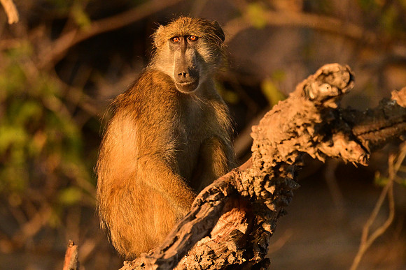 Baboon, Chobe NP, Botswana