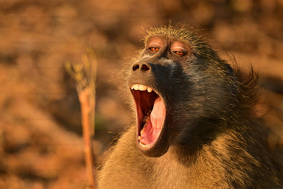 Baboon yawning, Chobe NP, Botswana