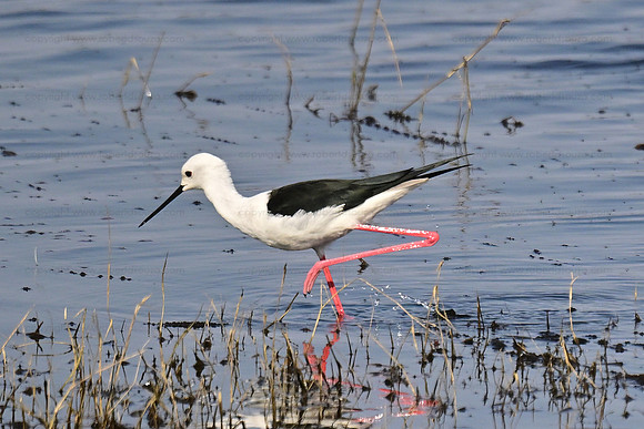 Black-winged stilt, Chobe NP, Botswana