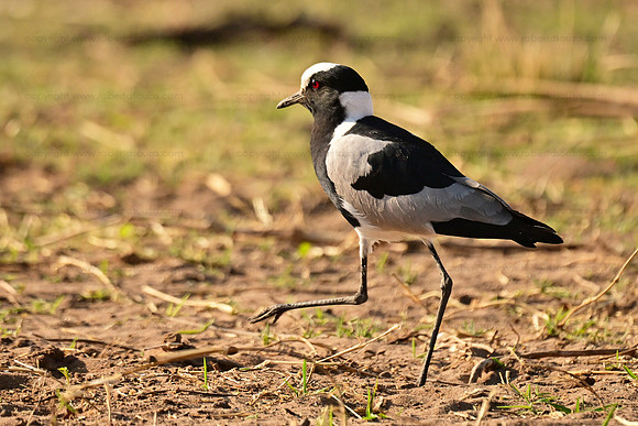 Blacksmith lapwing, Chobe NP, Botswana