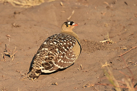 Double-banded sandgrouse male, Savuti, Botswana