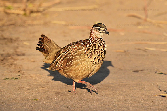 Crested francolin, Chobe NP, Botswana