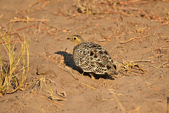 Double-banded sandgrouse female, Savuti, Botswana