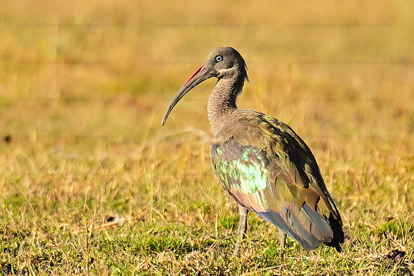 Hadada ibis, Okavango Delta, Botswana