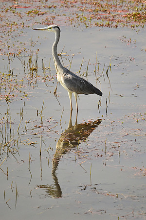 Gray heron, Chobe NP, Botswana