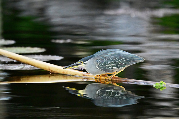 Green-backed heron, Okavango Delta, Botswana