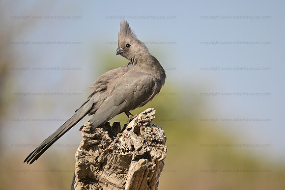 Gray go-away bird, Chobe NP, Botswana