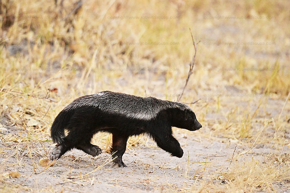 Honey badger, Savuti, Botswana