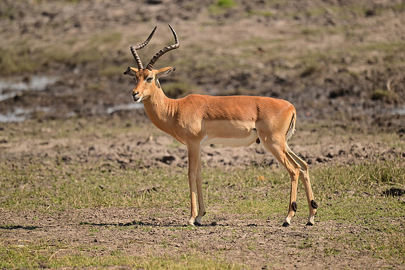 Impala stag, Chobe NP, Botswana