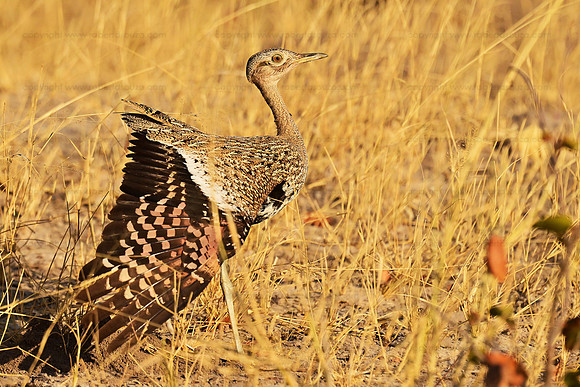 Korhaan, Savuti, Botswana