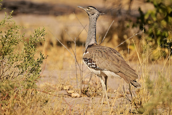 Kori bustard, Savuti, Botswana