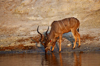 Kudu stag at a waterhole, Savuti, Botswana