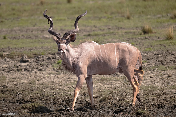 Kudu stag, Chobe NP, Botswana