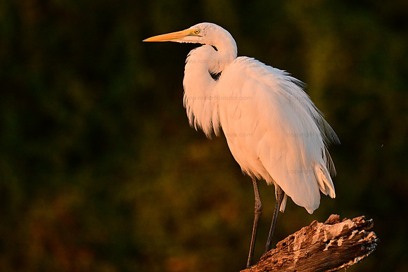 Large egret, Chobe NP, Botswana