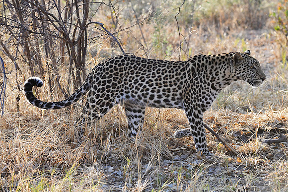 Leopard on the prowl, Savuti, Botswana