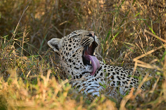 Leopard yawning, Sabi Sands, South Africa