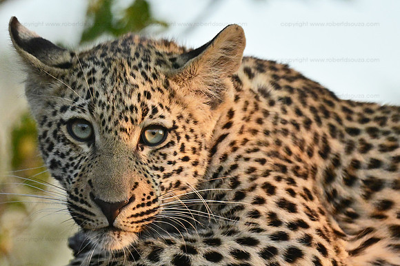 Curious leopard cub, Sabi Sands, South Africa