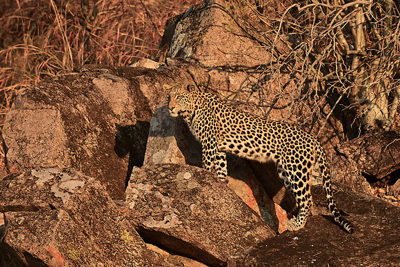 Leopard, Savuti, Botswana