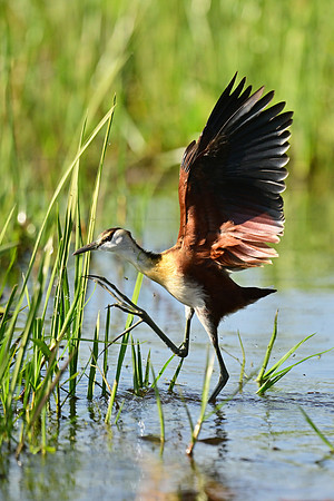 Lesser jacana, Okavango Delta, Botswana