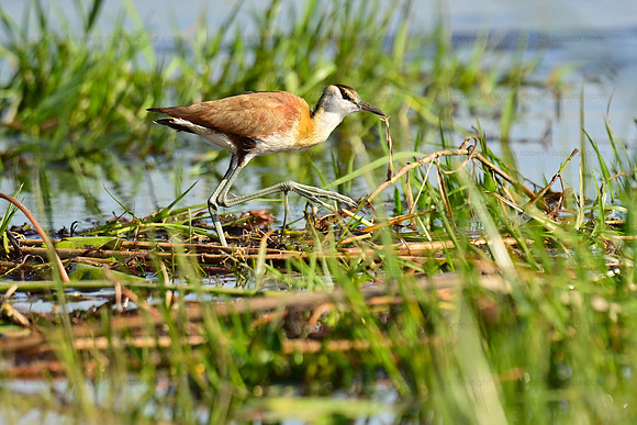 Lesser jacana, Okavango Delta, Botswana
