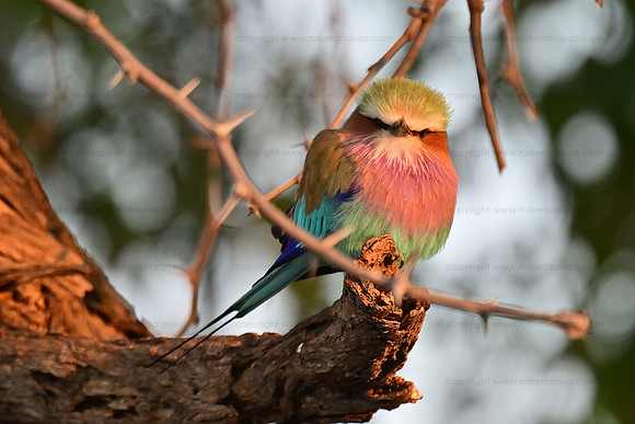 Lilac-breasted roller, Savuti, Botswana