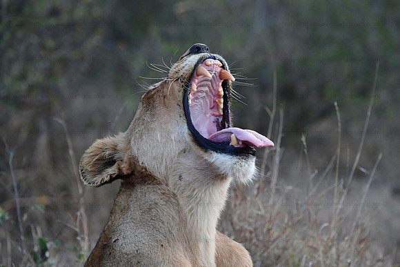 Lioness yawning, Klaserie, South Africa