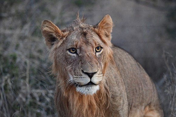 Young male lion, Klaserie, South Africa
