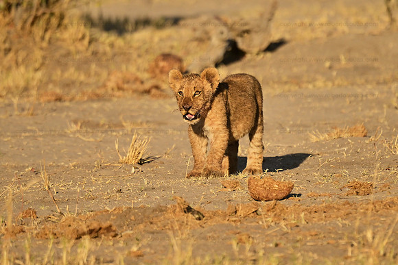 Lion cub, Savuti, Botswana