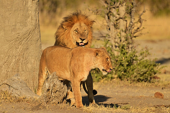 Lion pair, Savuti, Botswana