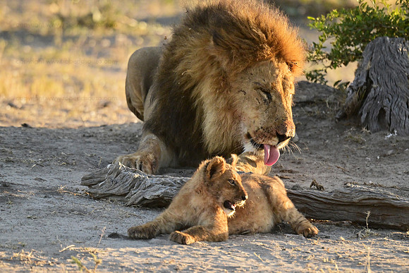 Lion and cub, Savuti, Botswana