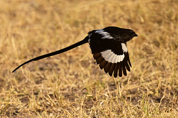 Magpie shrike in flight, Chobe NP, Botswana