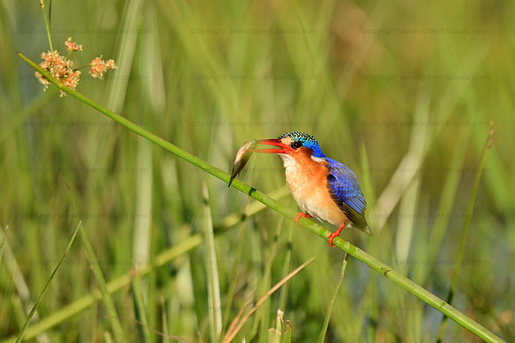 Malachite kingfisher with catch, Okavango Delta, Botswana