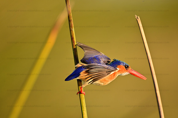 Malachite kingfisher about to dive, Okavango Delta, Botswana