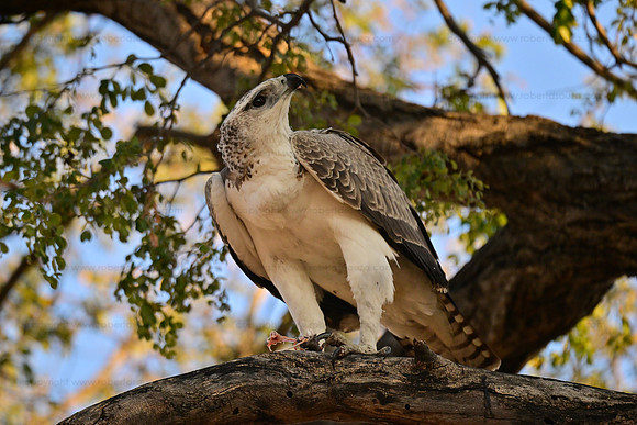 Juvenile martial eagle finishing off a kill, Chobe NP, Botswana