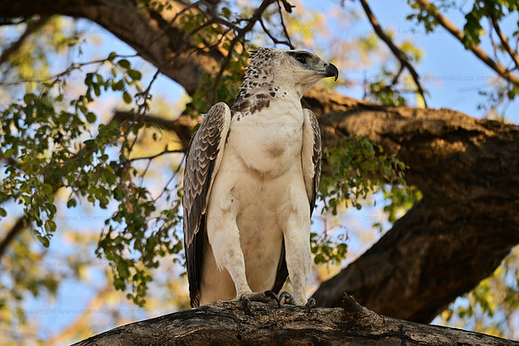 Juvenile martial eagle, Chobe NP, Botswana