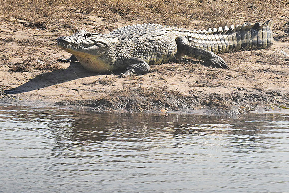 Nile crocodile, Chobe river, Botswana