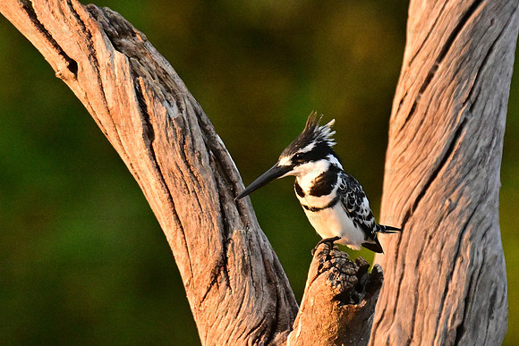Pied kingfisher, Chobe NP, Botswana